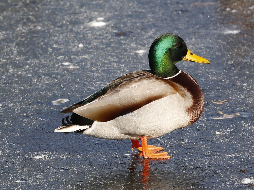 Stockente auf dem Eis (I)