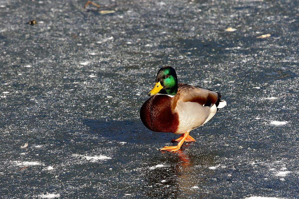 Stockente auf dem Eis (II)