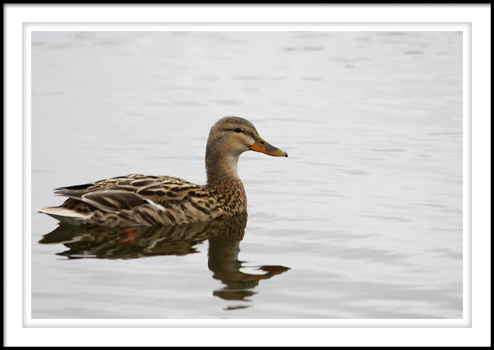 Stockente auf dem Göttinger Kiessee