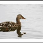 Stockente auf dem Göttinger Kiessee