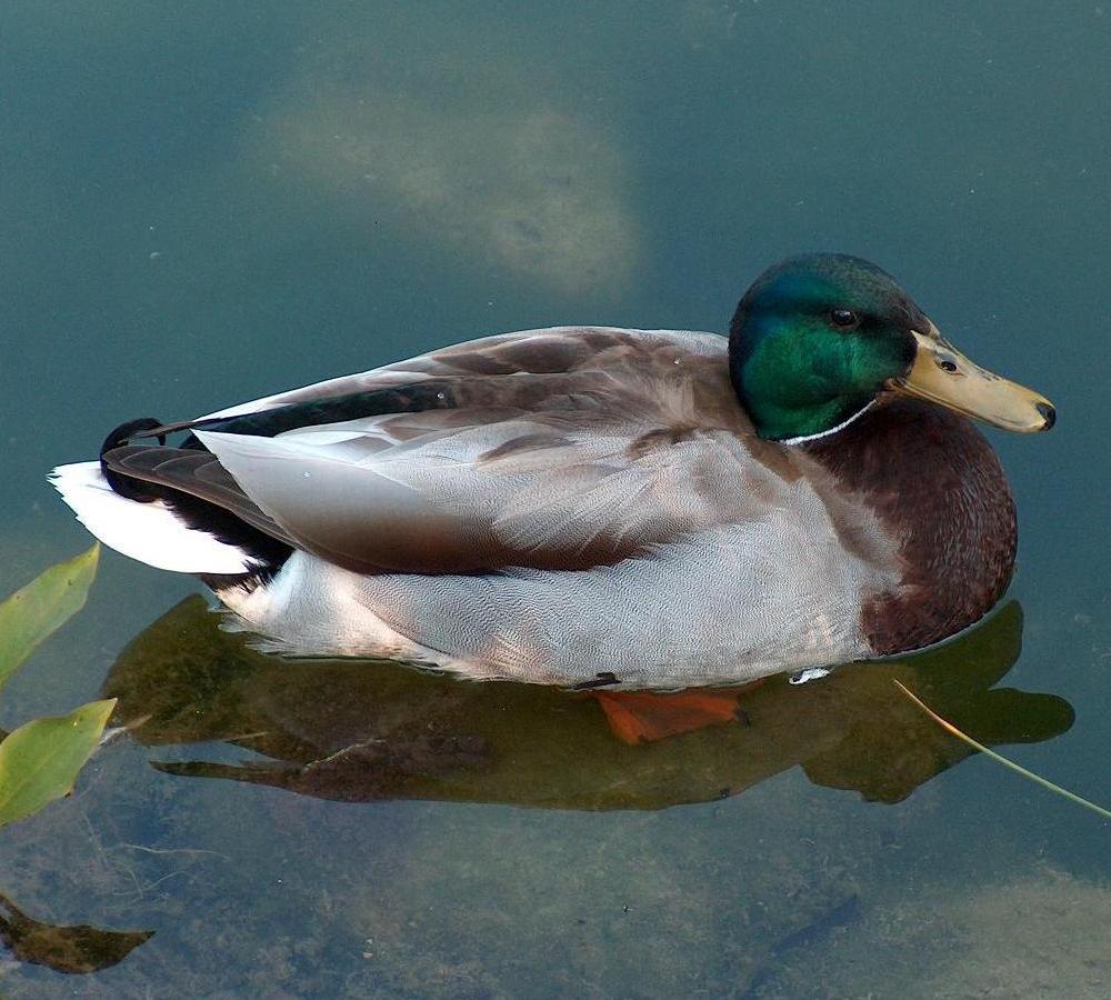 Stockente auf dem Stein im Wasser liegend