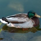 Stockente auf dem Stein im Wasser liegend