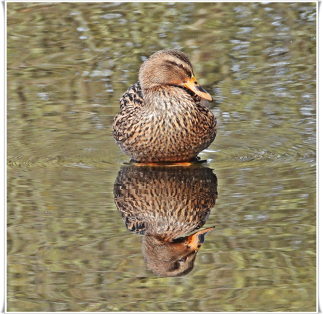 Stockente auf dem Teich im NSG Mönchsbruch