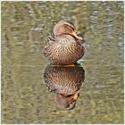 Stockente auf dem Teich im NSG Mönchsbruch