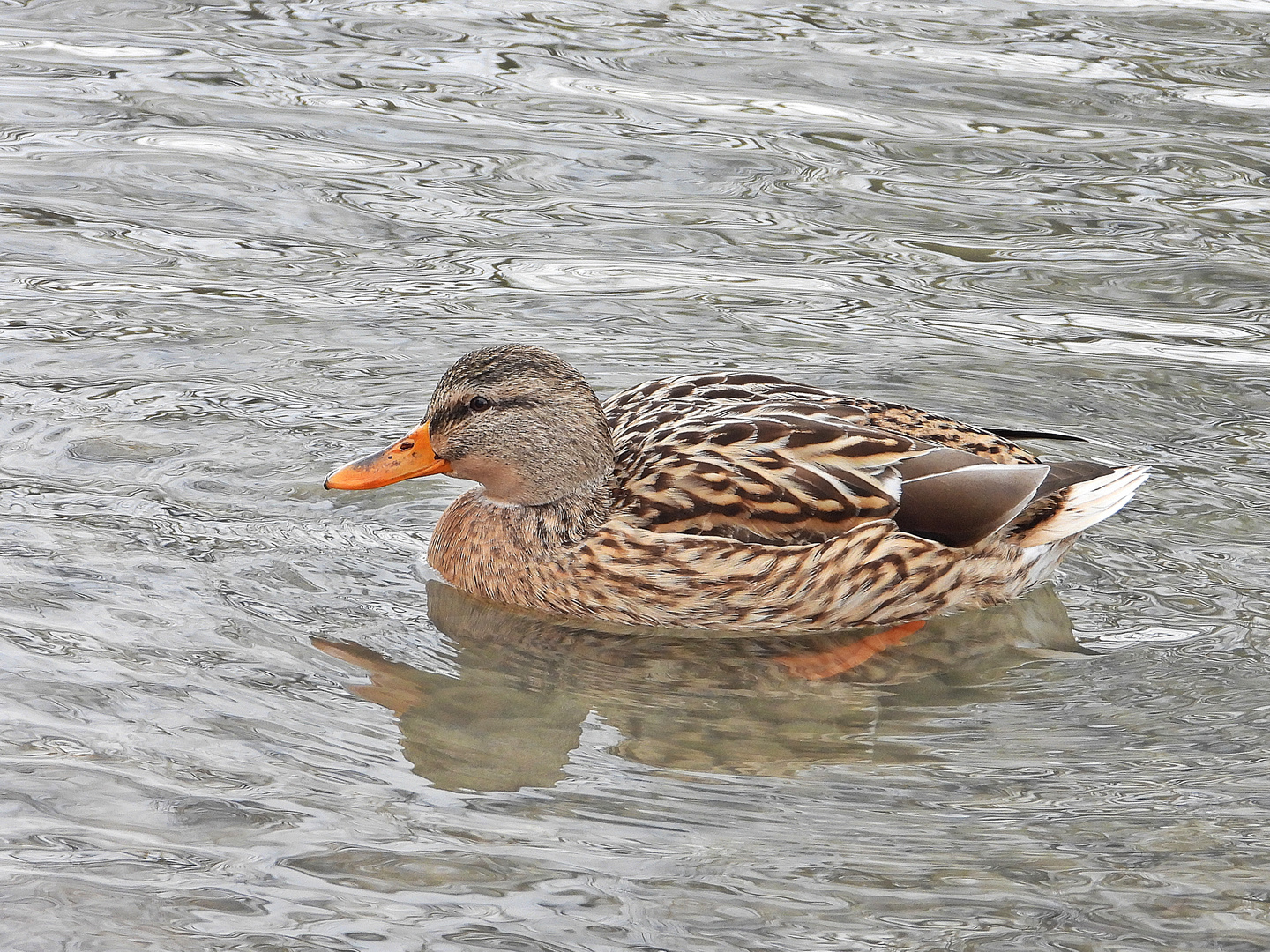 Stockente auf dem Thunersee