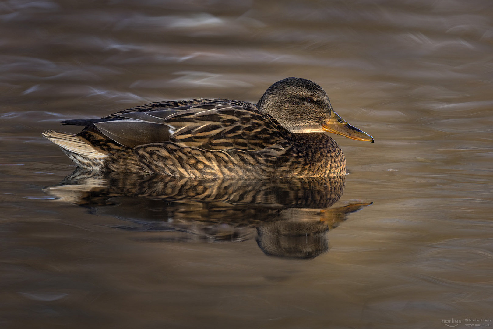 Stockente auf dem Wasser