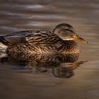 Stockente auf dem Wasser