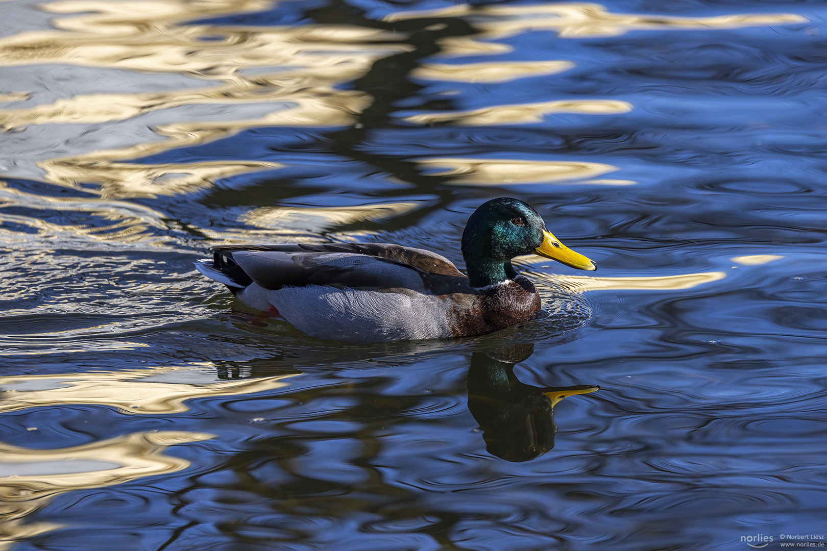 Stockente auf dem Wasser