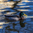 Stockente auf dem Wasser