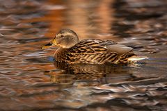 Stockente auf dem Wasser