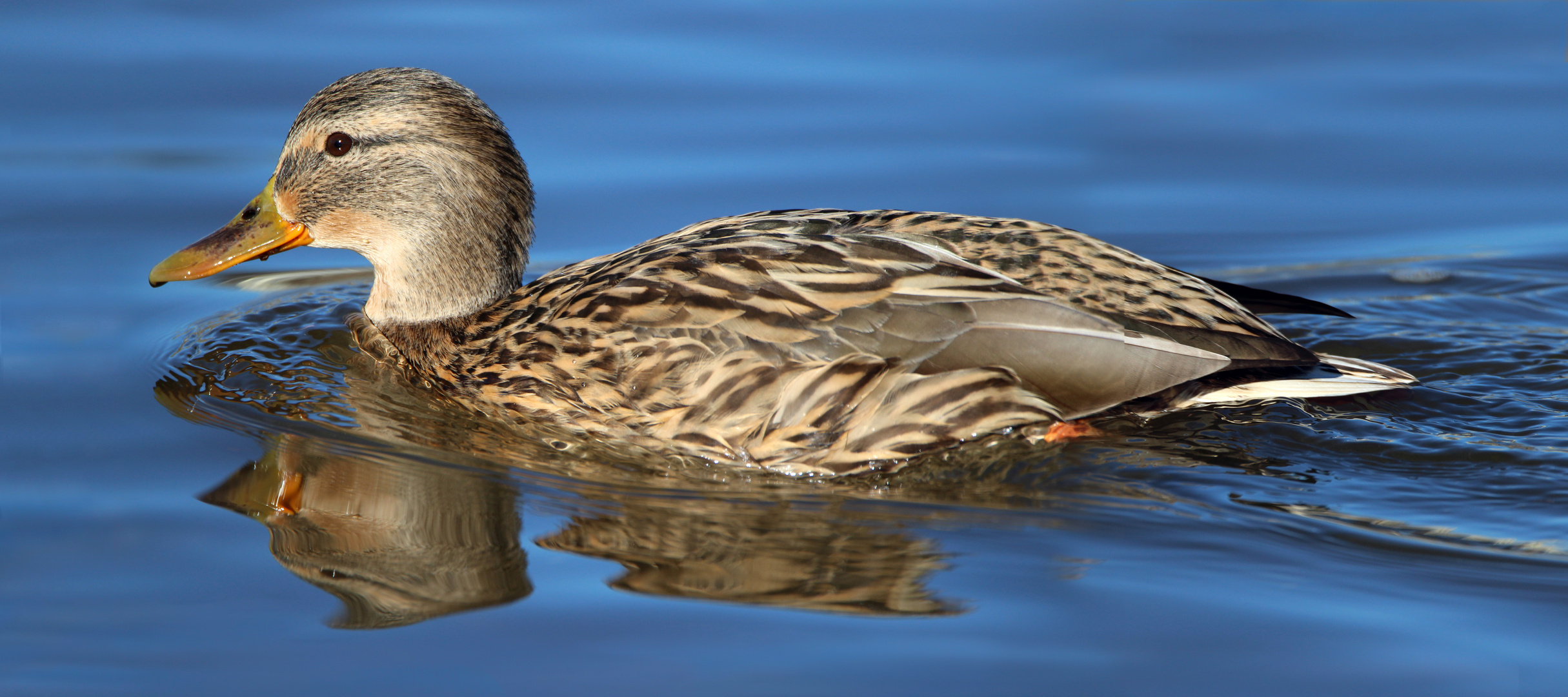 Stockente auf der Elbe