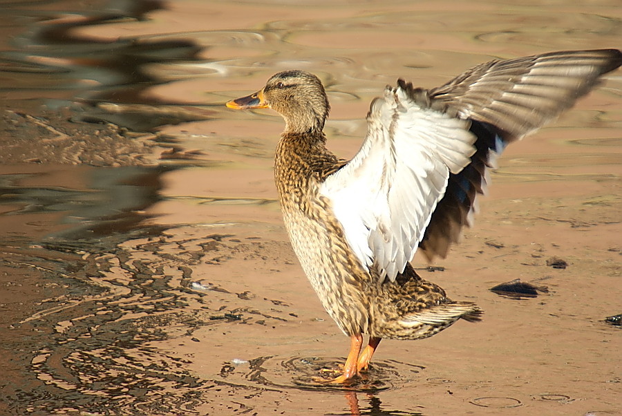 Stockente auf Eis