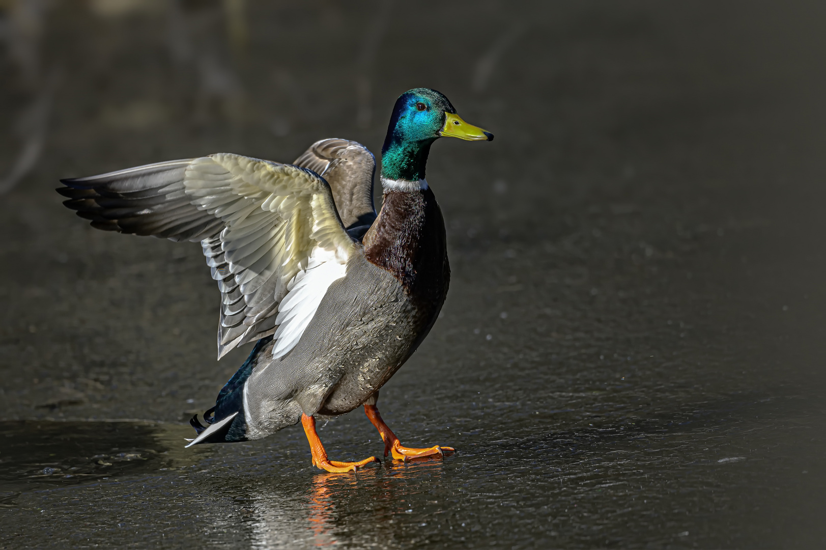  Stockente auf Eisfläche