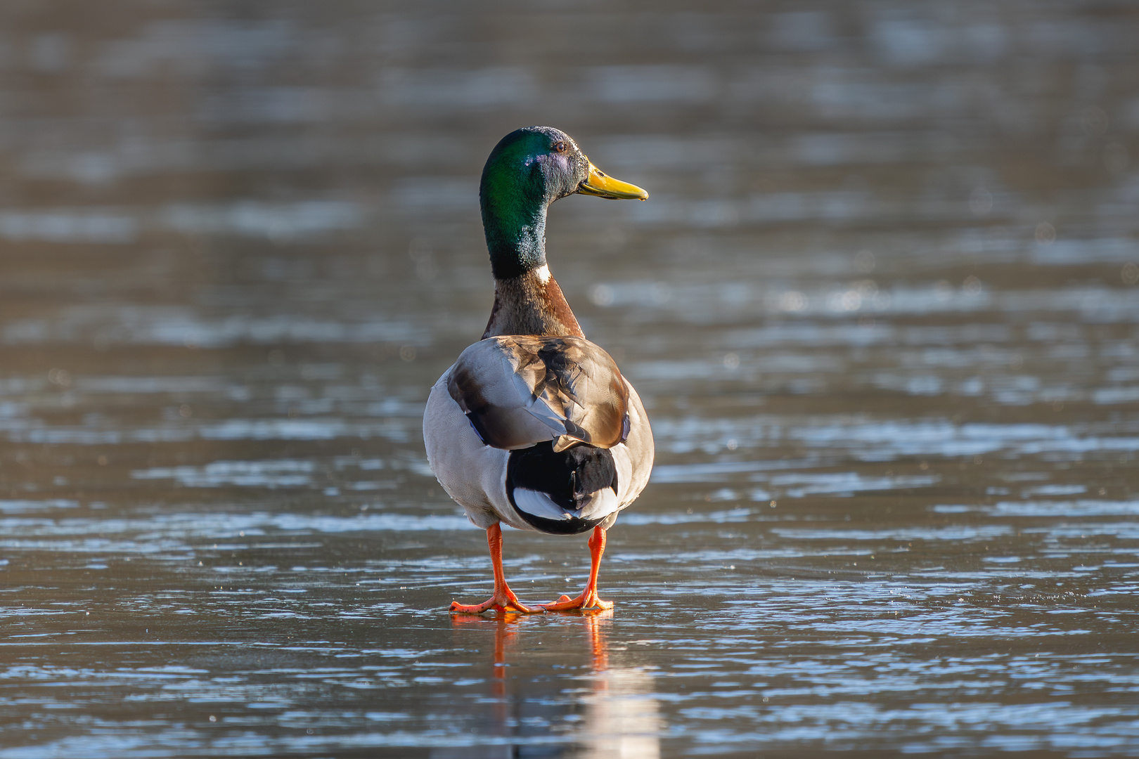 Stockente auf gefrorenem See