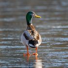 Stockente auf gefrorenem See