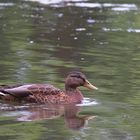 Stockente auf grünem Algengewässer !