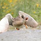 Stockente auf Krawall gebürstet