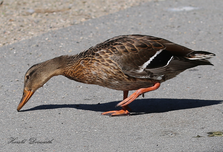 Stockente auf Nahrungssuche