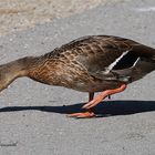 Stockente auf Nahrungssuche