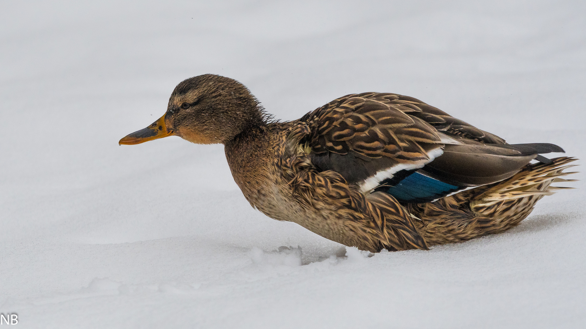 "Stockente auf Schnee 2023"