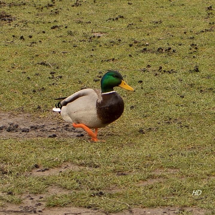 Stockente auf Wiese