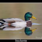 Stockente