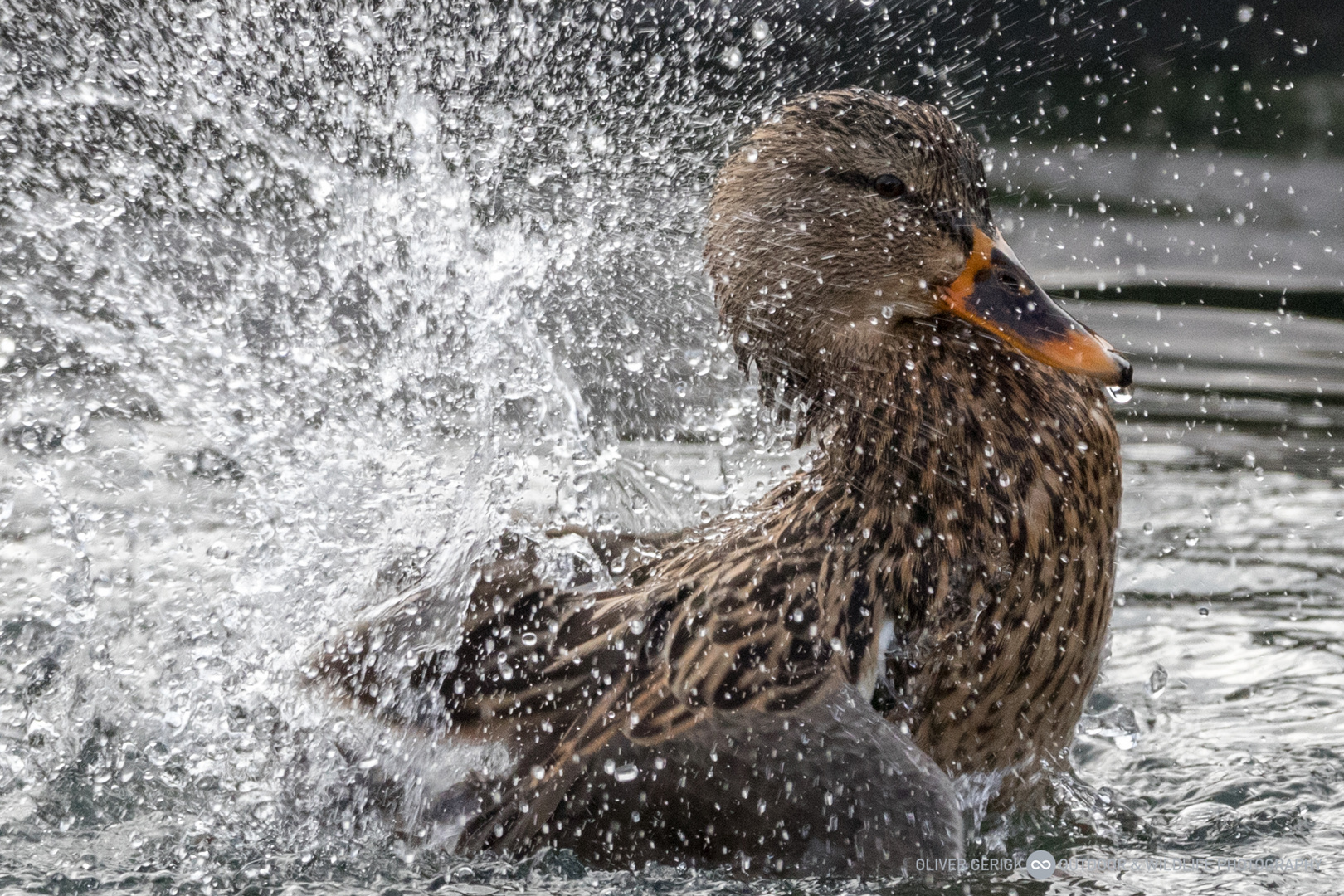 Stockente badet