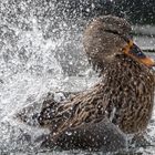 Stockente badet