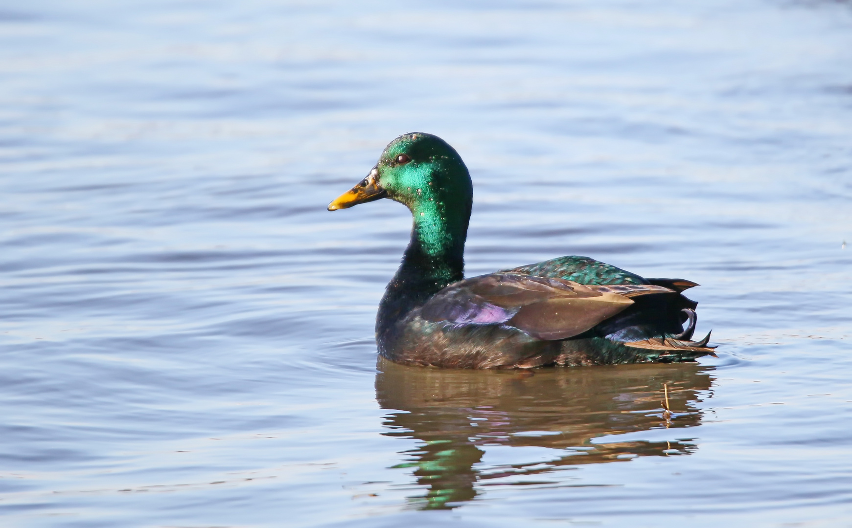 Stockente, Bastard, fehlfarben