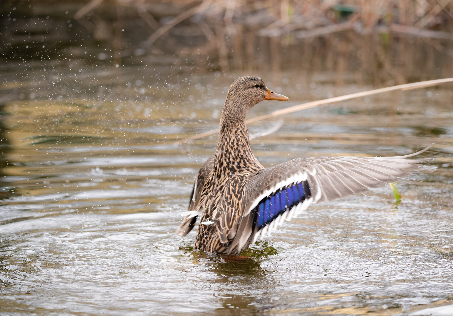 Stockente