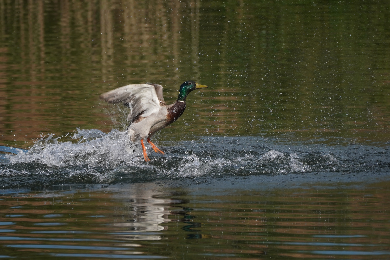 Stockente