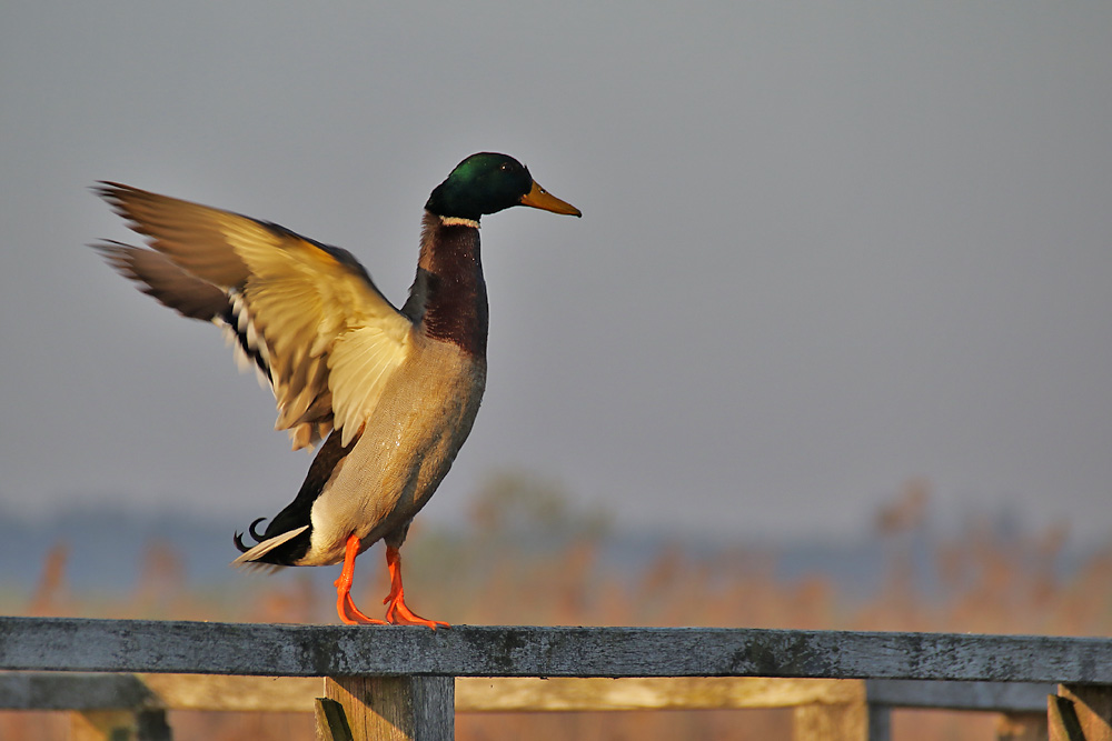 Stockente begrüßt den Morgen