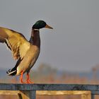 Stockente begrüßt den Morgen