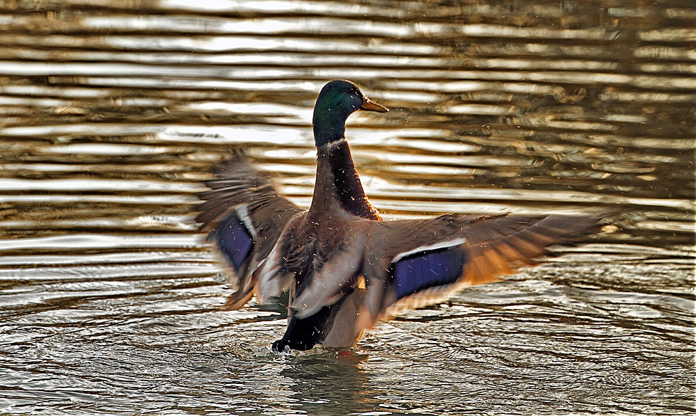 Stockente bei Abendwäsche