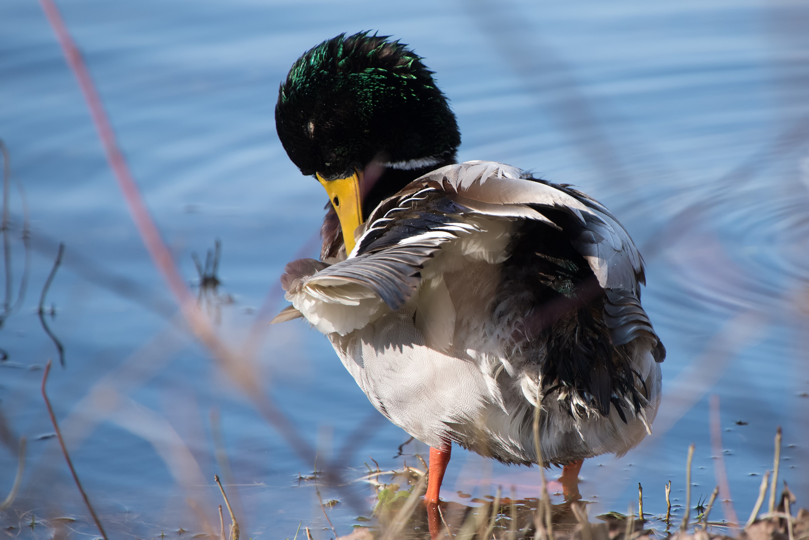 Stockente bei der Morgentoilette …