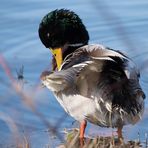 Stockente bei der Morgentoilette …