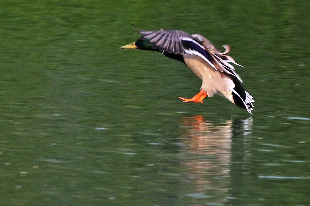 Stockente bei der Wasserlandung