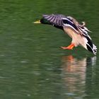 Stockente bei der Wasserlandung