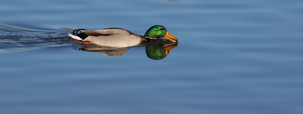 Stockente bei Durstlöschen