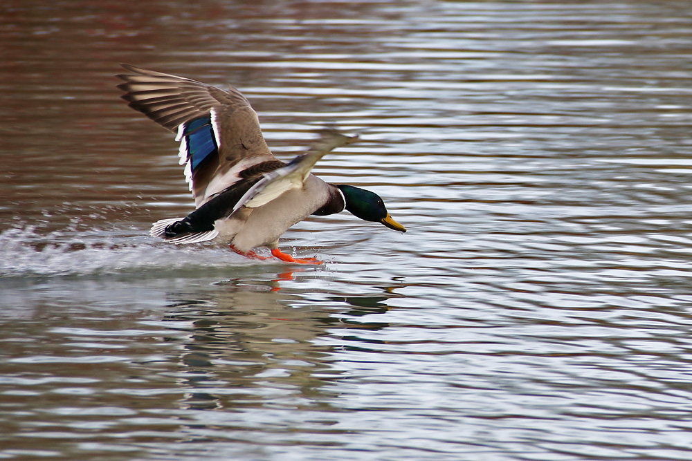 Stockente beim Abflug