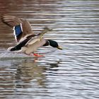 Stockente beim Abflug