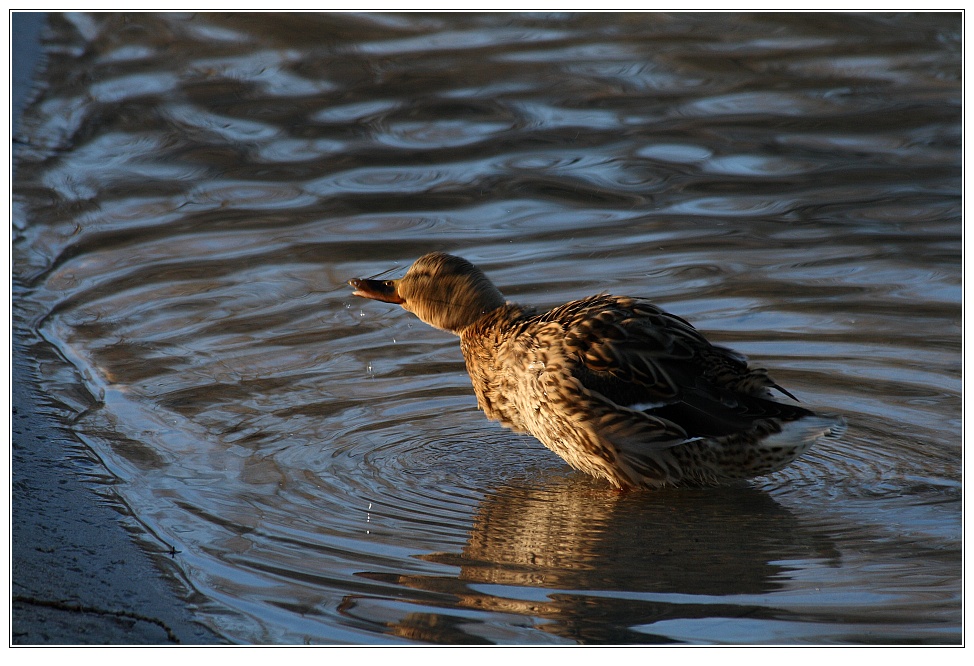 Stockente beim Bad (Anas platyrhynchos)