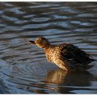 Stockente beim Bad (Anas platyrhynchos)