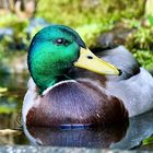 Stockente beim Baden ..