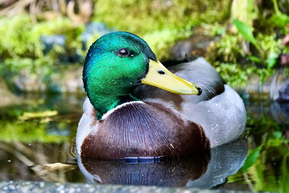 Stockente beim Baden ..