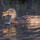 Stockente beim Fische fangen