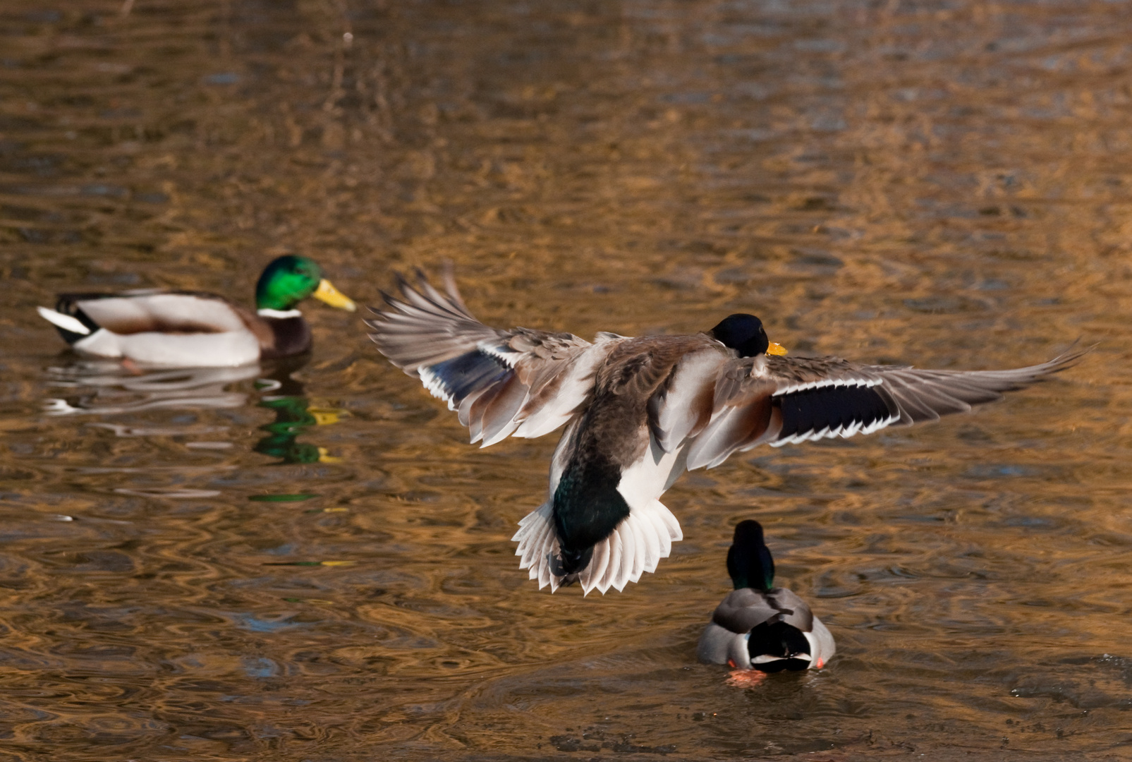 Stockente beim Landeanflug