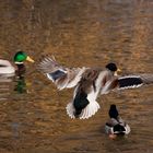 Stockente beim Landeanflug