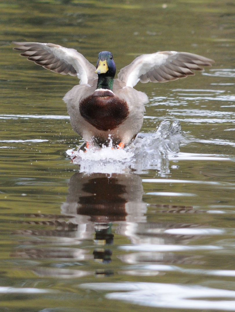 Stockente beim Landeanflug