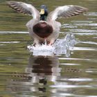 Stockente beim Landeanflug